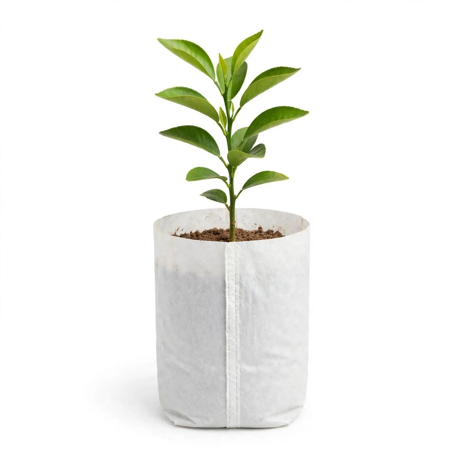 citrus_seedling_grow_bag
